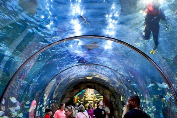 People walk through an underwater tunnel in an aquarium, surrounded by various fish and aquatic life, with divers visible above the tunnel.