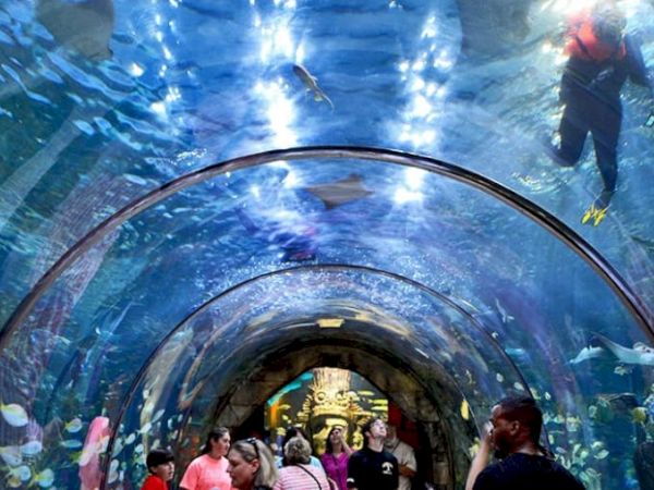 People walk through an underwater tunnel in an aquarium, surrounded by various fish and aquatic life, with divers visible above the tunnel.