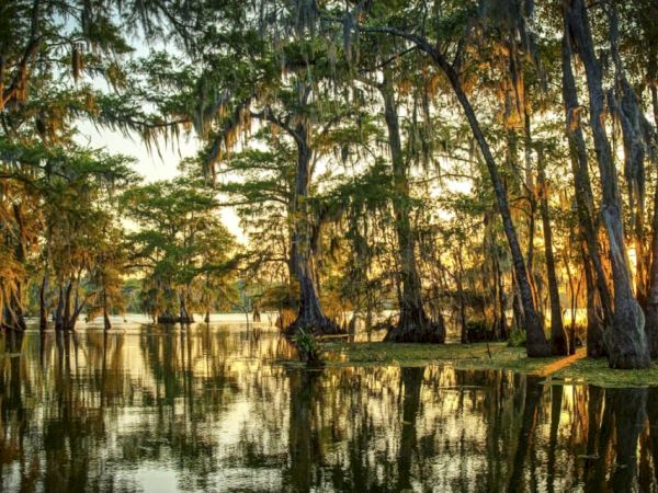 A serene swamp with water reflecting trees draped in Spanish moss during sunset, creating a calm and picturesque scene.