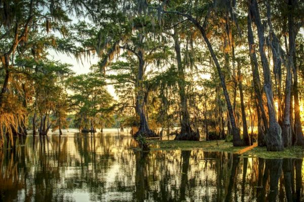 A serene swamp with water reflecting trees draped in Spanish moss during sunset, creating a calm and picturesque scene.