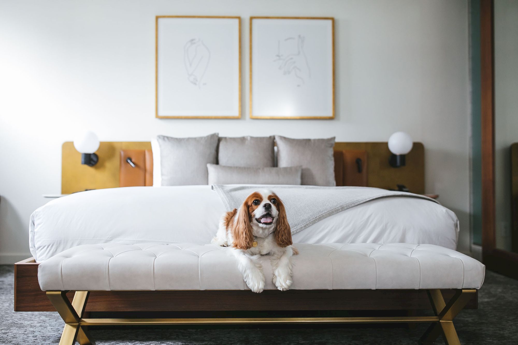 A small dog sits on a stylish white bench at the foot of a modern bed in a bright bedroom with framed line drawings above the headboard.
